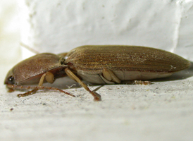 Conoderus lividus